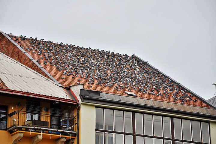 A2B Pest Control are able to install spikes to deter birds from roofs in Chadwell Heath. 