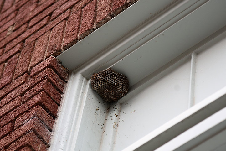 We provide a wasp nest removal service for domestic and commercial properties in Chadwell Heath.
